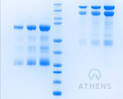 SDS-PAGE Gel
