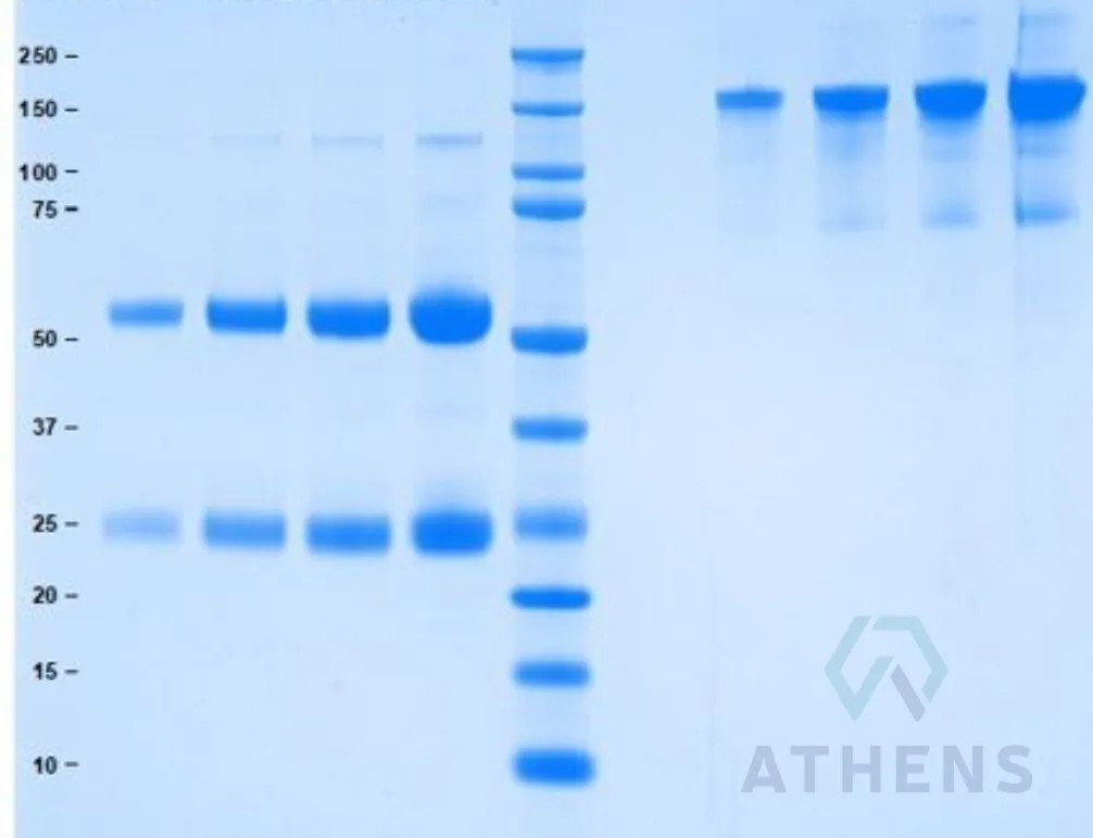 SDS-PAGE Gel