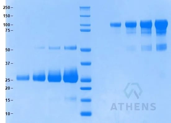 SDS-PAGE Gel