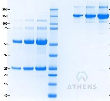 SDS-PAGE Gel