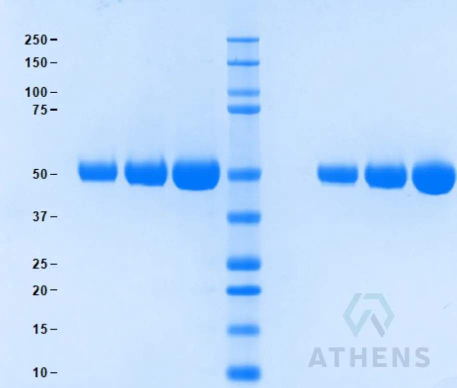 SDS-PAGE Gel