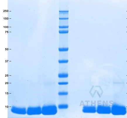 SDS-PAGE Gel