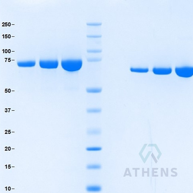 SDS-PAGE Gels - Transferrin, HOLO, Bio Processing Grade