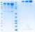SDS-PAGE Gel