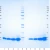 Apolipoprotein CI