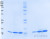 SDS-PAGE Gel
