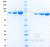 SDS-PAGE Gel