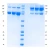 Butyrylcholinesterase