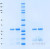 SDS-PAGE Gel
