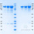 SDS-PAGE Gel