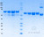 SDS-PAGE Gel