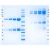 Immunoglobulin A2