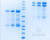 SDS-PAGE Gel