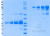 SDS-PAGE Gel