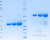 SDS-PAGE Gel