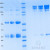 SDS-PAGE Gels - Immunoglobulin G2