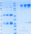 SDS-PAGE Gel
