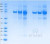 SDS-PAGE Gel