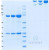 SDS-PAGE Gel