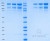SDS-PAGE Gel