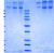 SDS-PAGE Gel