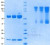 SDS-PAGE Gel