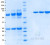 SDS-PAGE Gel