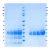 Proteinase 3