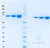 SDS-PAGE Gel
