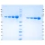 Transferrin, Partially Saturated, Tissue Culture Grade