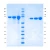 Transferrin, Saturated, Tissue Culture Grade