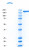 SDS-PAGE Gel