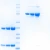 Haptoglobin, Rat