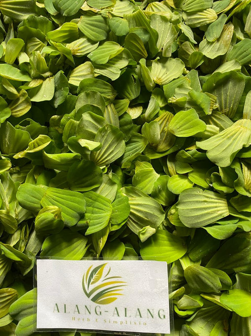Apu Apu (Pistia Stratiotes) Water lettuce, 90 Grams