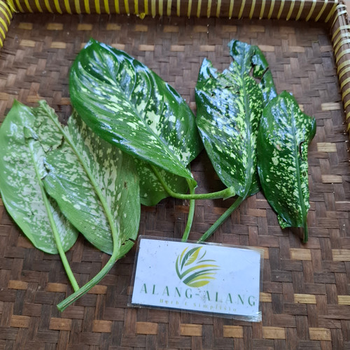 Sri Rejeki (Aglaonema ) Chinese Evergreen, 180 Grams