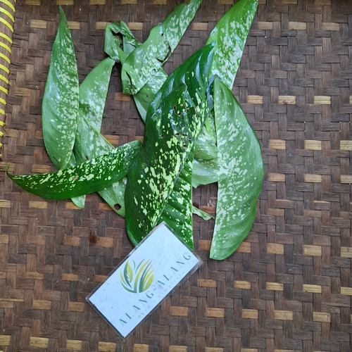 Sri Rejeki (Aglaonema ) Chinese Evergreen, 600 Grams