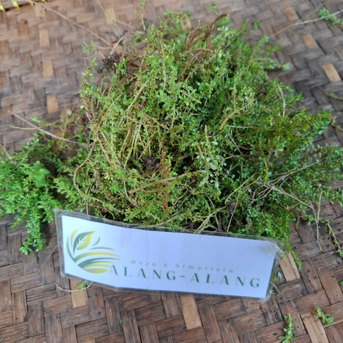 Katumpangan (Pilea microphylla) Artillery Plant Dried, 360 Grams