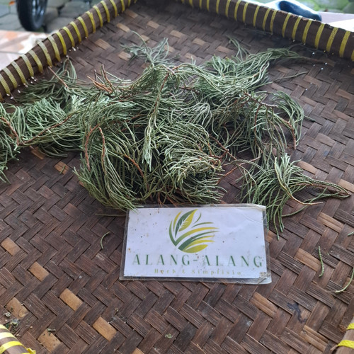 Cemara Tiongkok (Juniperus chinensis) Chinese Juniper, 30 Grams
