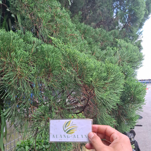 Cemara Tiongkok (Juniperus chinensis) Chinese Juniper, 30 Grams