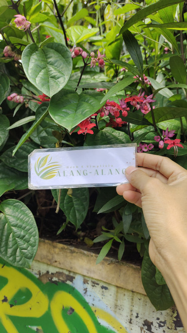 Airmata Pengantin (Clerodendrum umbellatum poir) Glory Bower, 90 Grams