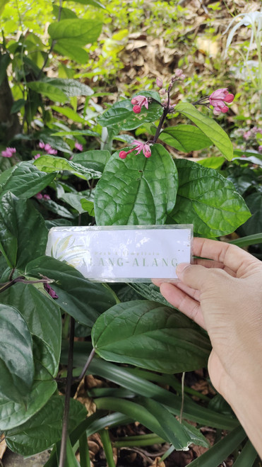 Airmata Pengantin (Clerodendrum umbellatum poir) Glory Bower, 600 Grams