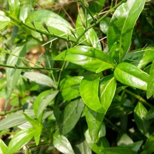 Sambiloto (Andrographis Paniculata) Green Chiretta, 90 Grams