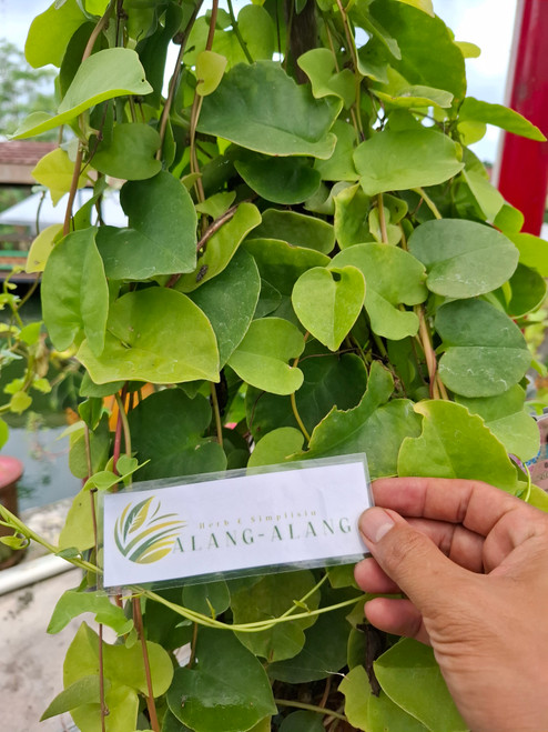 Binahong - Madeira vine (Anredera cordifolia), 180 Grams