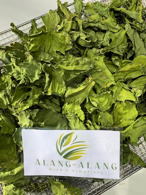 Genjer (Limnocharis Flava) Yellow Velvetleaf, 780 Grams