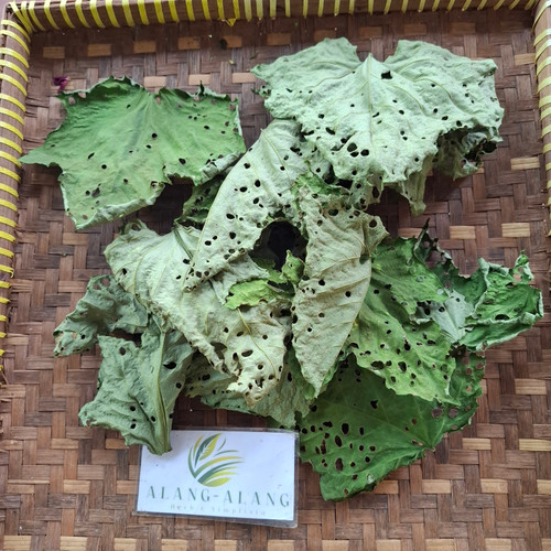 Pagoda Flower (Clerodendrum paniculatum), 360 Grams