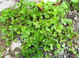 Pegagan (Centella Asiatica) Indian Pennywort, 780 Grams