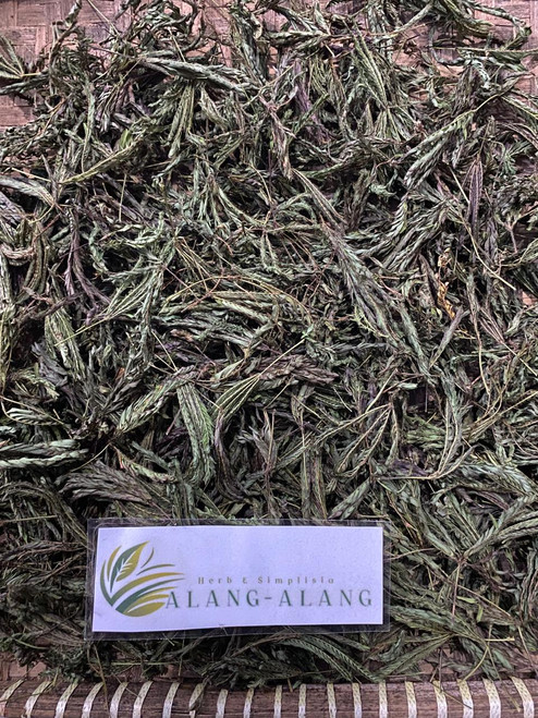 Putri Malu (Mimosa pudica) Shameplant, 780 Grams