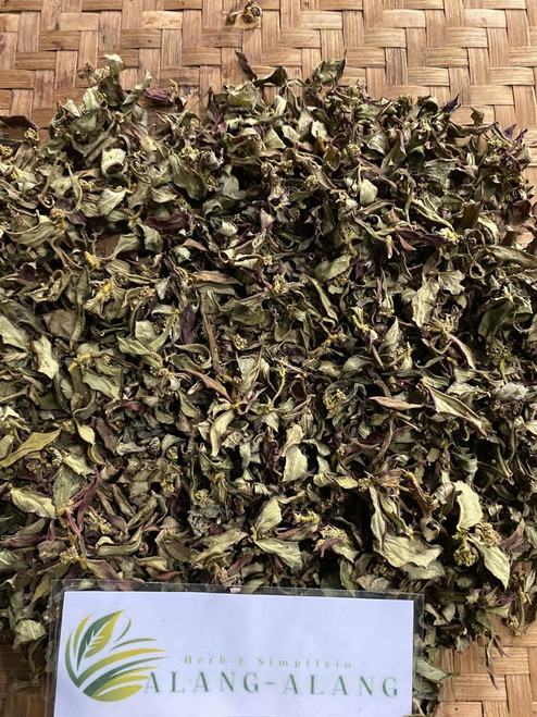Patikan Kebo (euphorbia hirta) Dried, 360 Grams