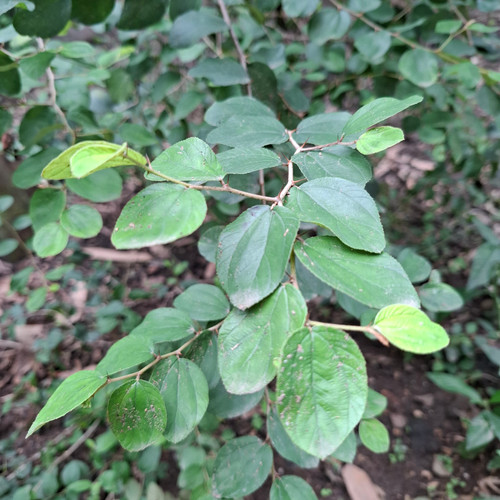Bidara ( Ziziphus Mauritiana ) Indian Jujube, 30 Gram