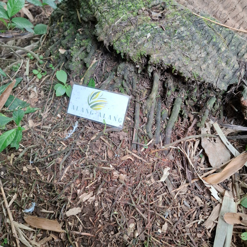 Akar Kelapa - Coconut Tree root dried, 50 Grams